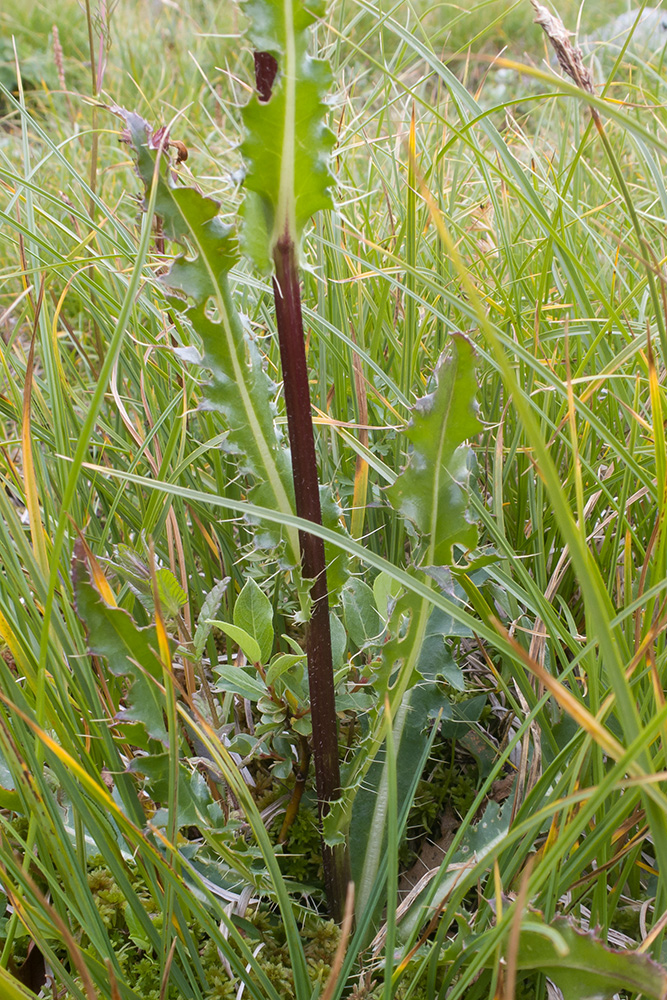 Image of Cirsium simplex specimen.