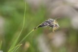 genus Carex