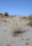 Astragalus chodshenticus. Растение в период покоя. Узбекистан, Ферганская обл., Язъяванский р-н, Язъяванские пески, частично закреплённые дюны. 15 сентября 2022 г.