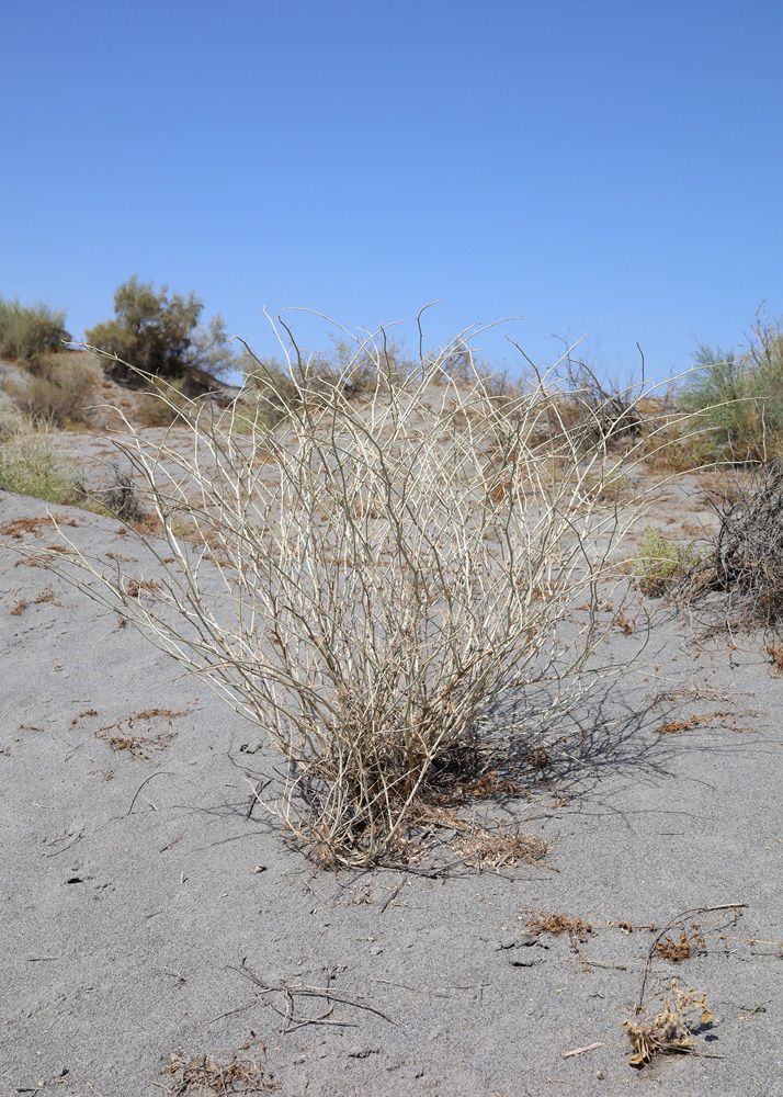 Image of Astragalus chodshenticus specimen.