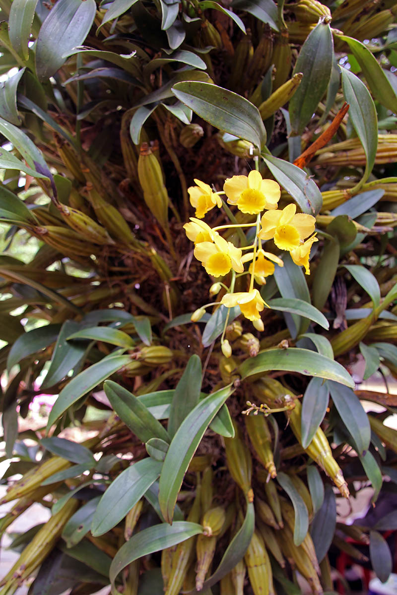 Image of Dendrobium chrysotoxum specimen.