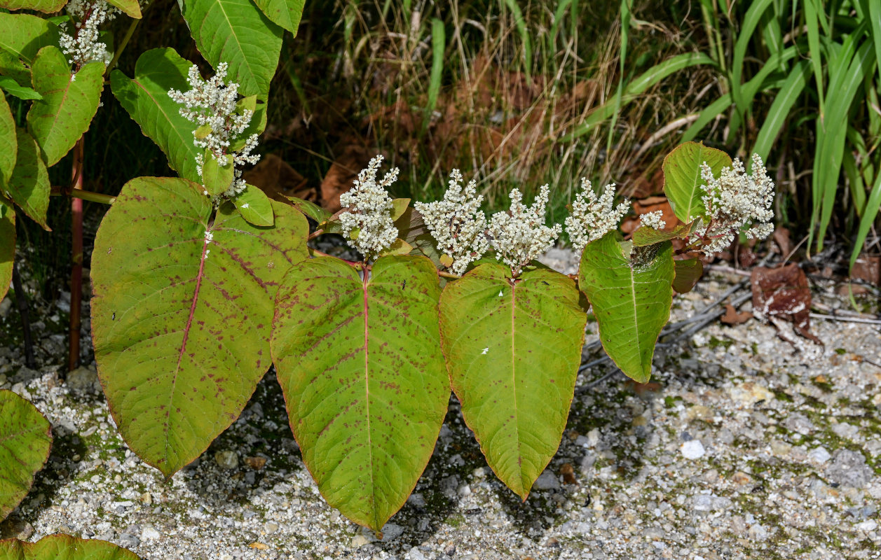 Image of Reynoutria sachalinensis specimen.