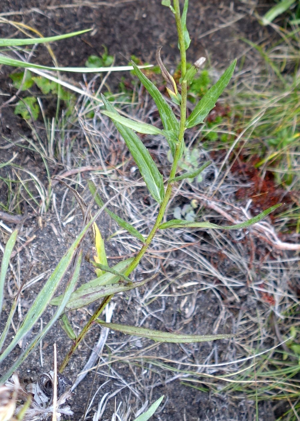 Image of Hieracium umbellatum specimen.