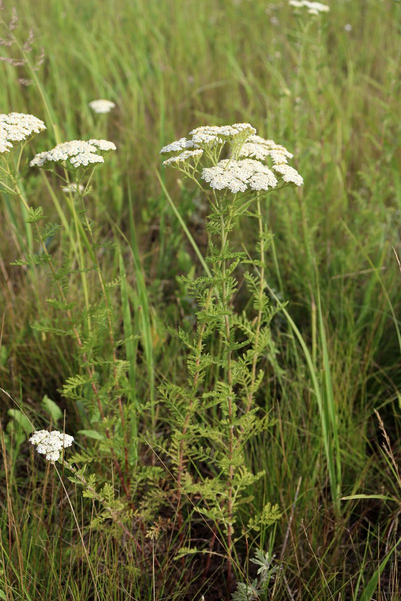 Изображение особи Achillea nobilis.