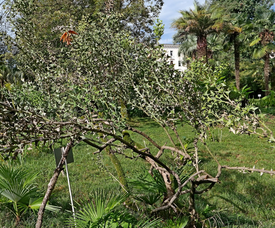 Изображение особи Colletia paradoxa.