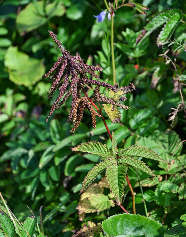 Image of Aruncus dioicus specimen.