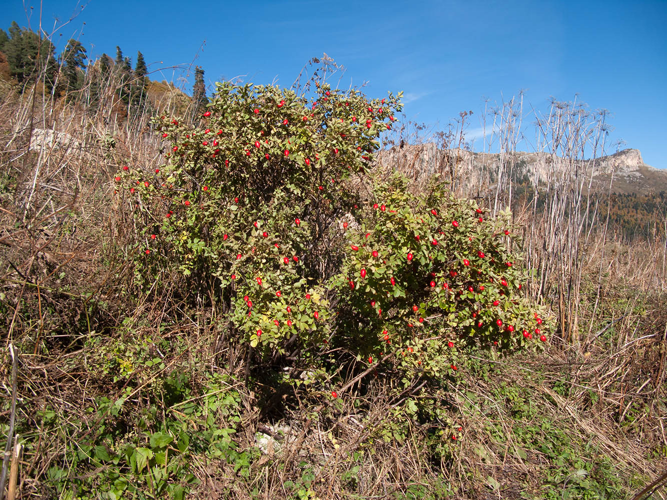 Изображение особи Rosa pulverulenta.