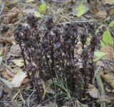 Hypopitys monotropa. Плодоносящие растения. Москва, Северо-Западный административный округ, р-н Строгино, Щукинский полуостров, смешанный лес. 16.09.2022.