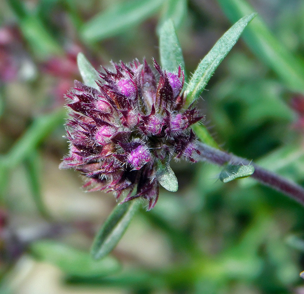 Image of Thymus elenevskyi specimen.