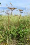 Heracleum sibiricum
