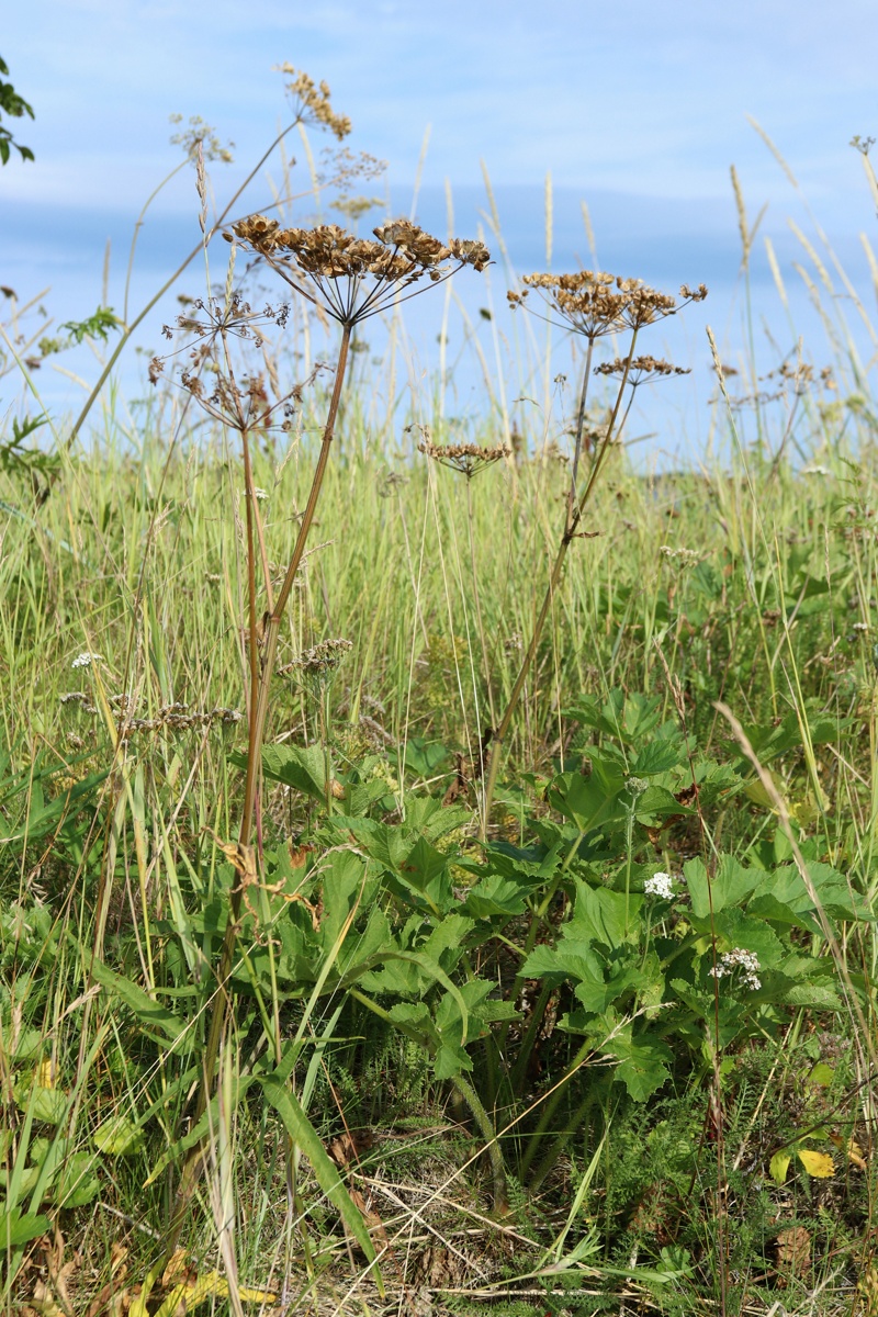 Изображение особи Heracleum sibiricum.