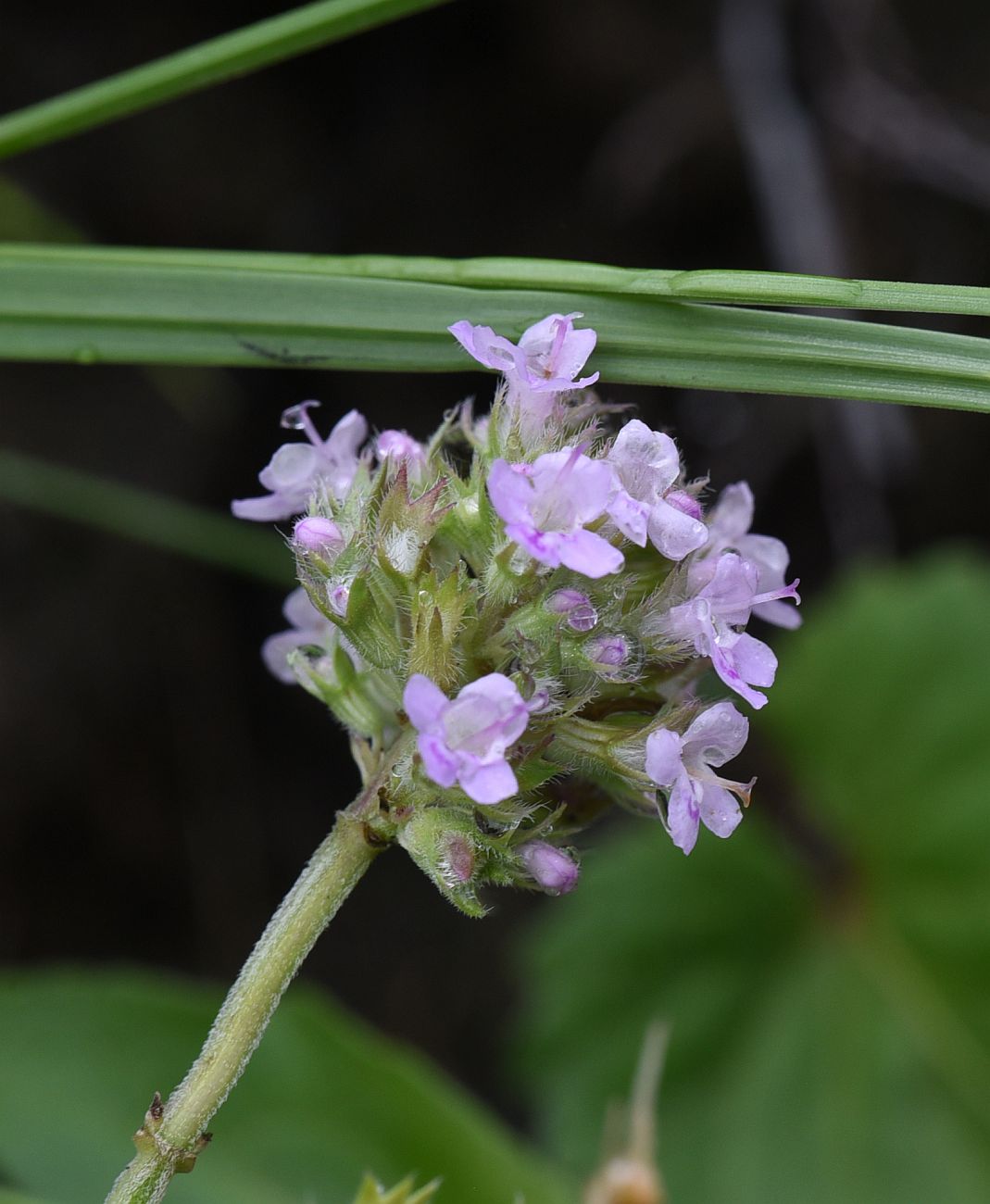 Изображение особи род Thymus.