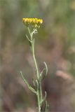 Achillea micrantha. Верхушка цветущего растения. Волгоградская обл., Иловлинский р-н, окр. хут. Вилтов, берег р. Дон, разнотравная степь. 31.05.2022.