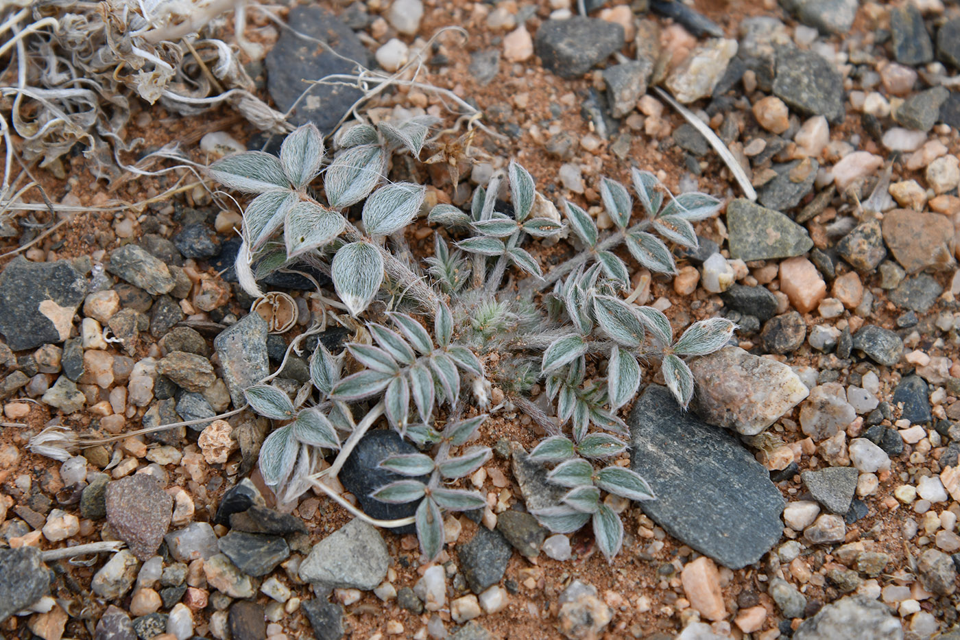 Image of genus Astragalus specimen.
