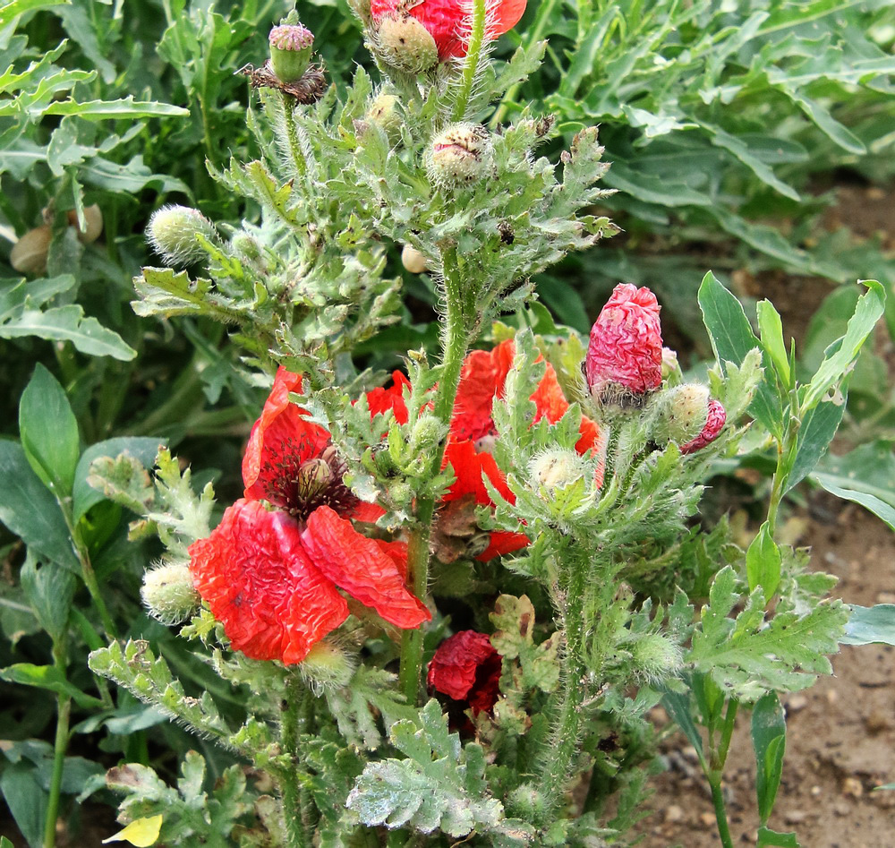 Image of Papaver setiferum specimen.