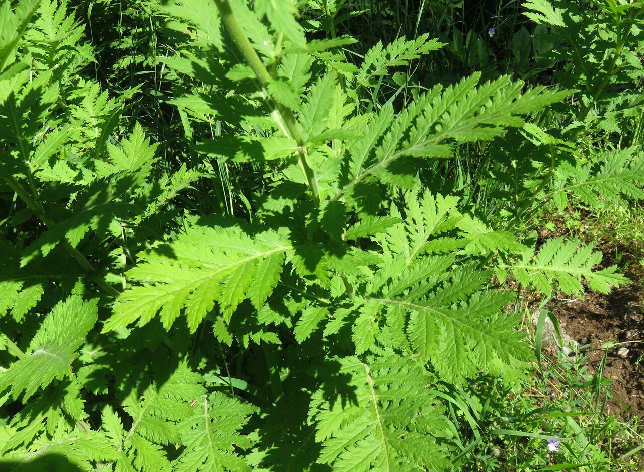 Изображение особи Pyrethrum macrophyllum.