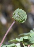 Aquilegia vulgaris. Разворачивающийся прикорневой лист. Испания, автономное сообщество Каталония, провинция Жирона, комарка Рипольес, муниципалитет Сеткасес, окр. н.п. Сеткасес, ≈1350 м н.у.м., пойма ручья Валь-Льобре, скальный выход около временного ручья. 23.04.2023.