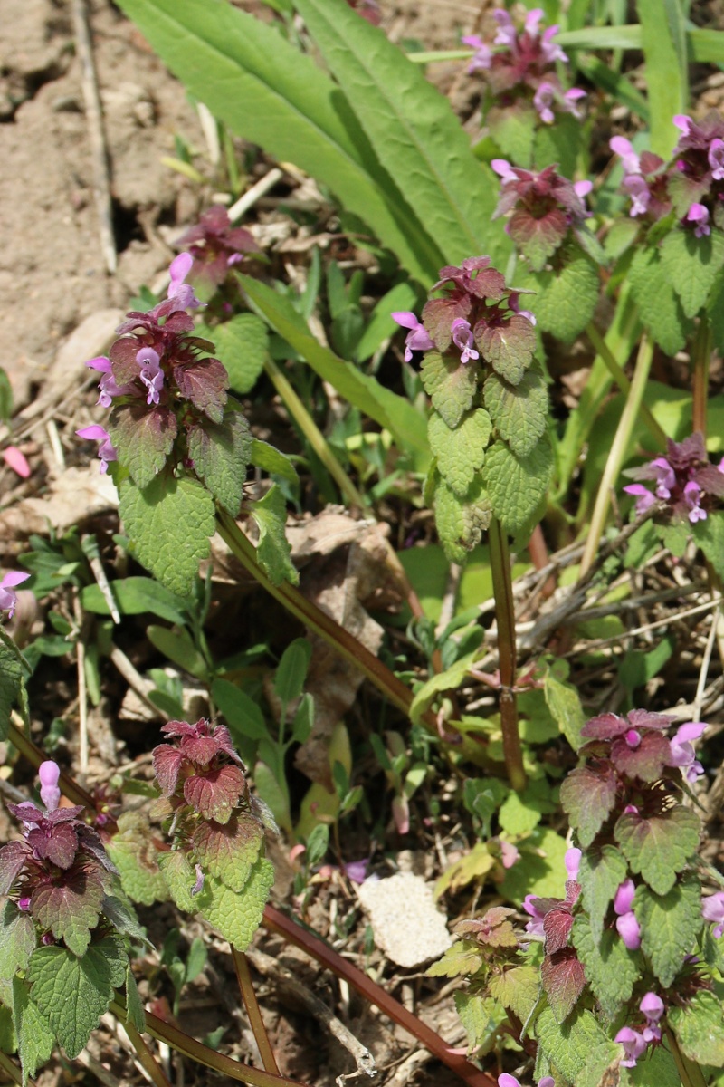 Image of Lamium purpureum specimen.