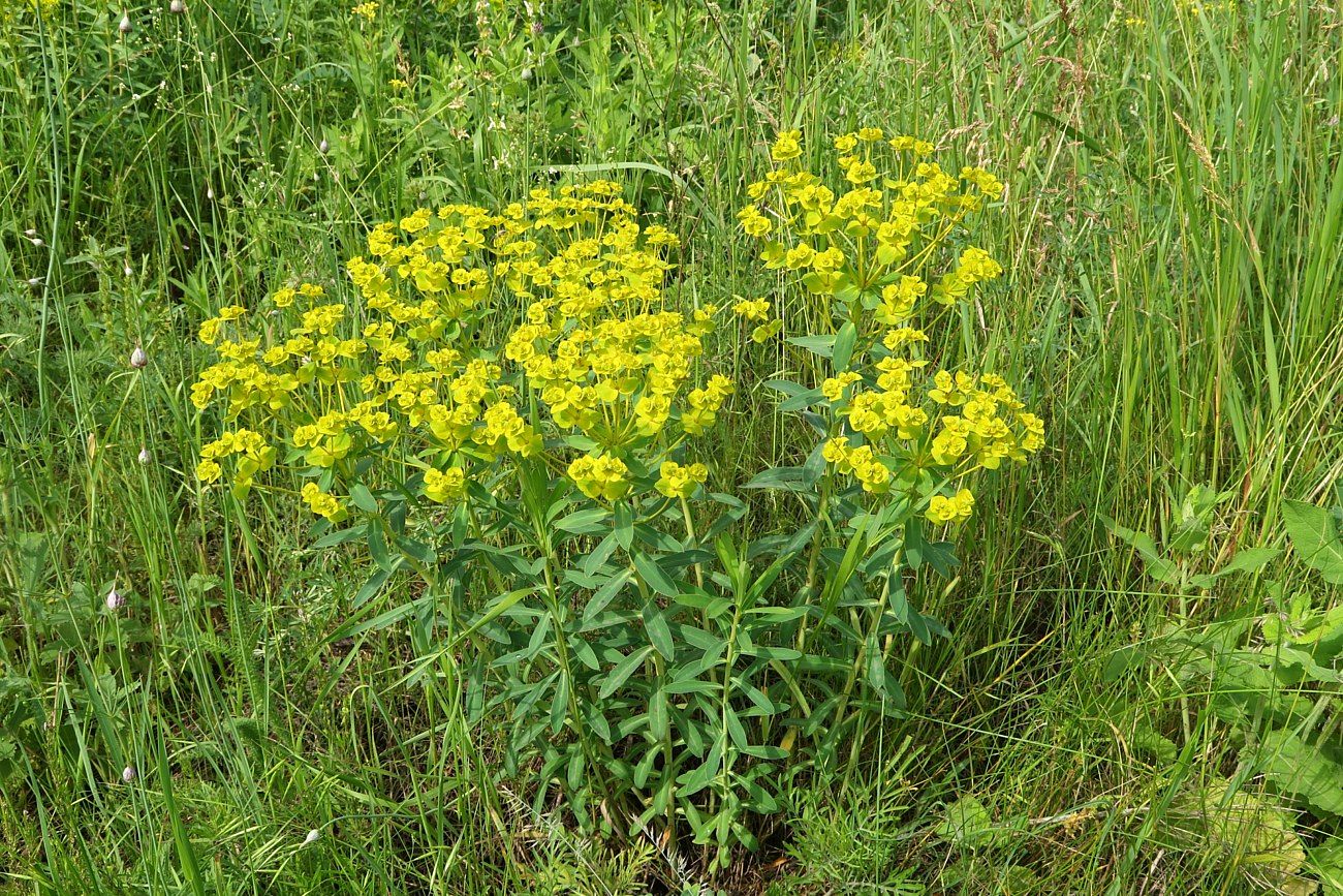 Изображение особи Euphorbia stepposa.