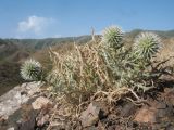 Echinops fastigiatus. Зацветающее растение. Казахстан, Западный Тянь-Шань, Киргизский хр., ущ. Кара-Арча, ≈ 1080 м н.у.м., каменистый склон южной экспозиции. 10 июня 2023 г.