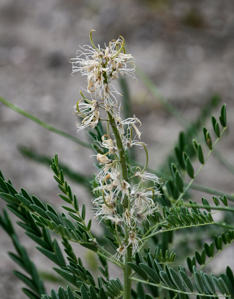 Изображение особи Pseudosophora alopecuroides.