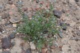 genus Lappula
