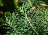 Euphorbia cyparissias