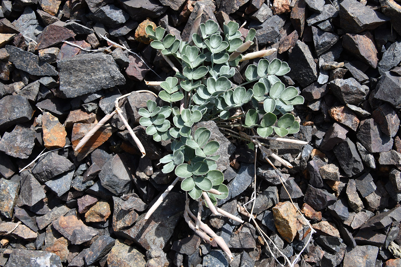 Image of Chesneya dshungarica specimen.