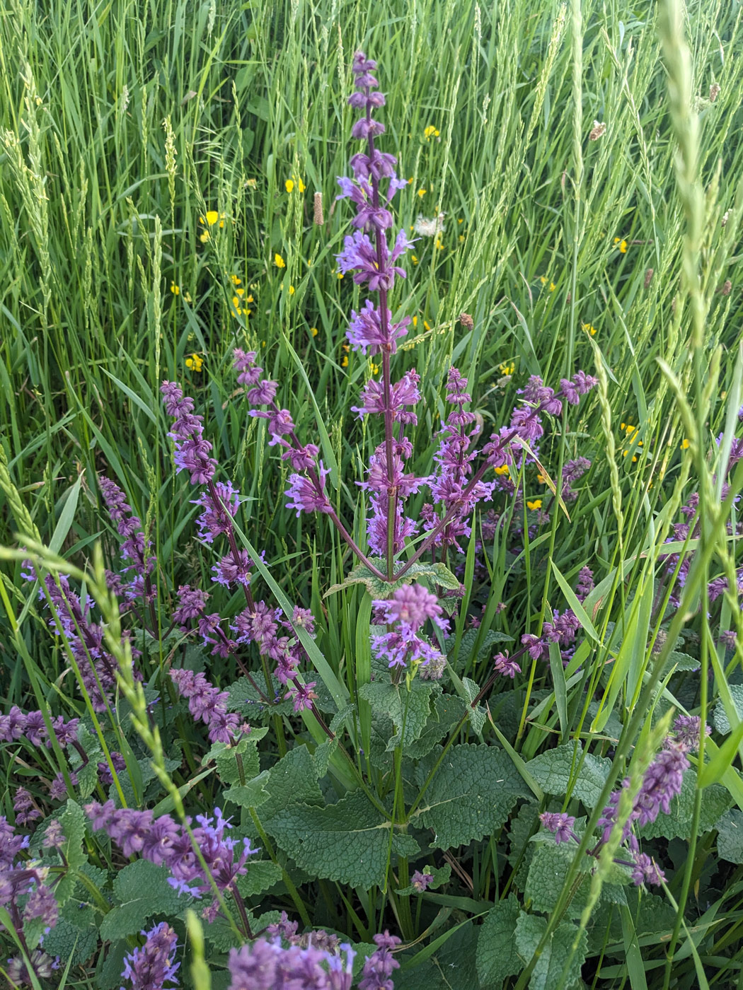 Image of Salvia verticillata specimen.