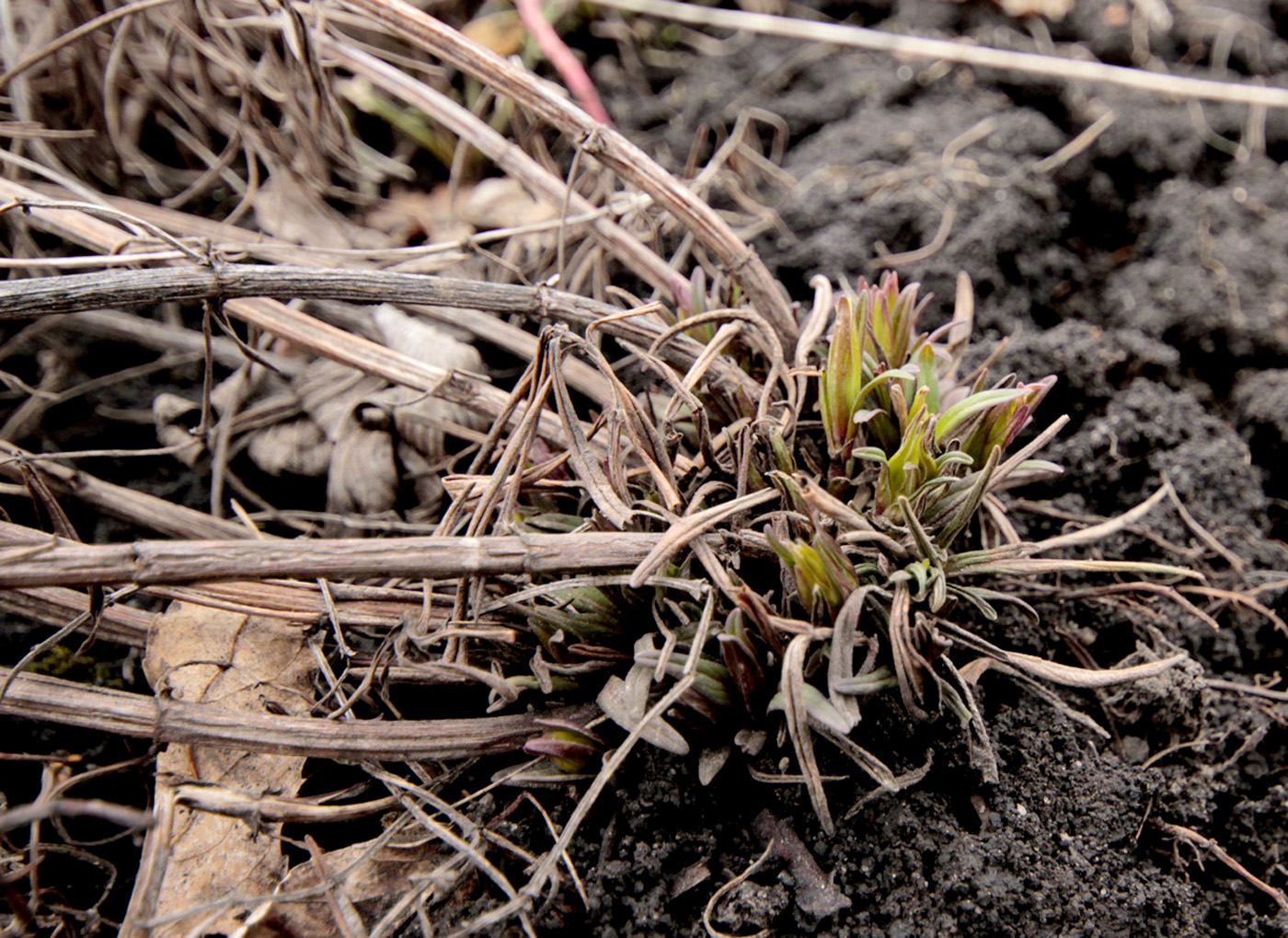 Изображение особи Dracocephalum ruyschiana.