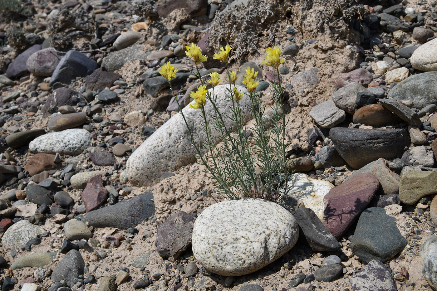 Image of Limonium chrysocomum ssp. semenovii specimen.
