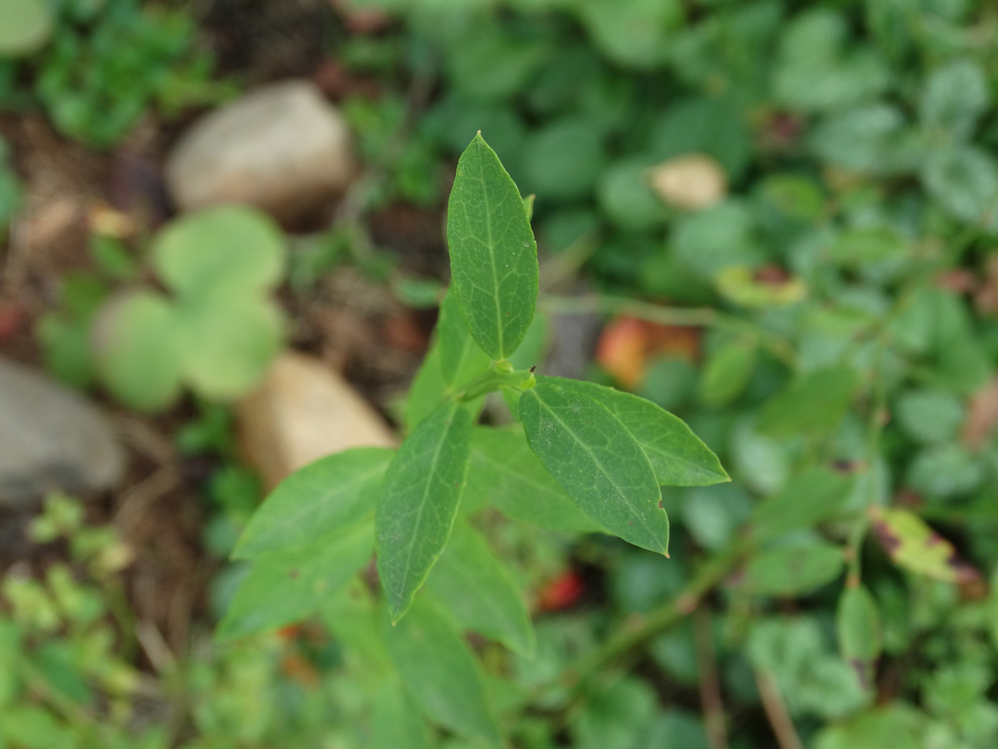 Image of Vaccinium parvifolium specimen.