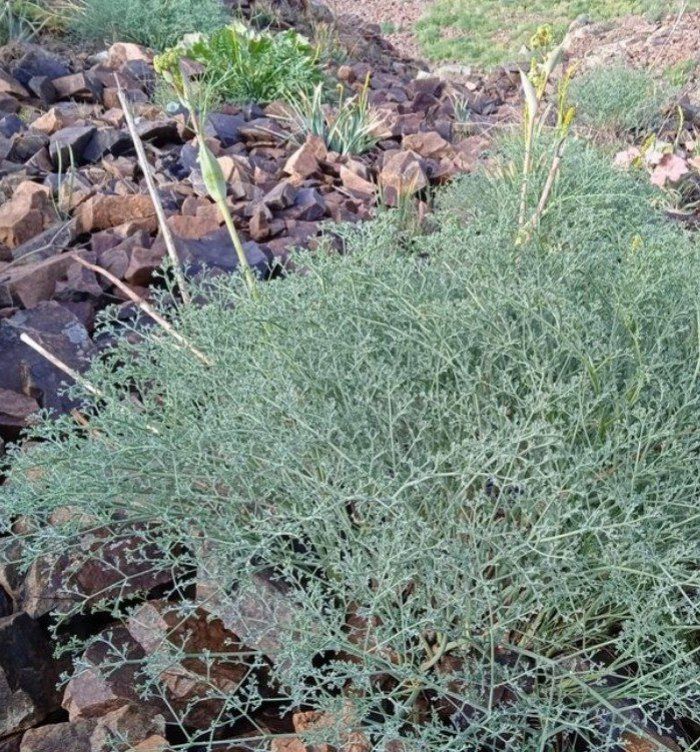 Изображение особи Ferula tschimganica.