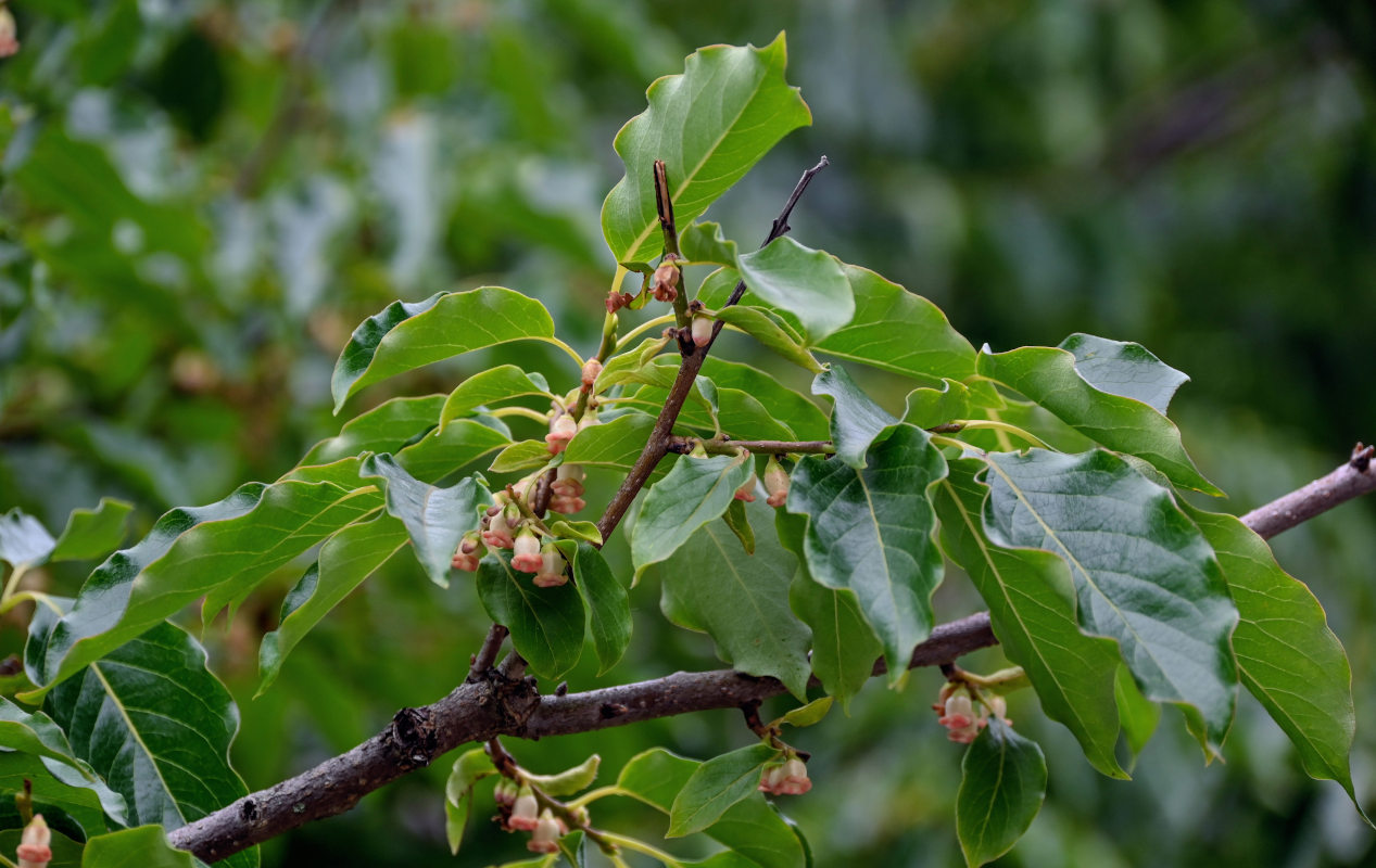 Image of Diospyros lotus specimen.