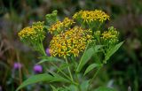 Senecio cannabifolius