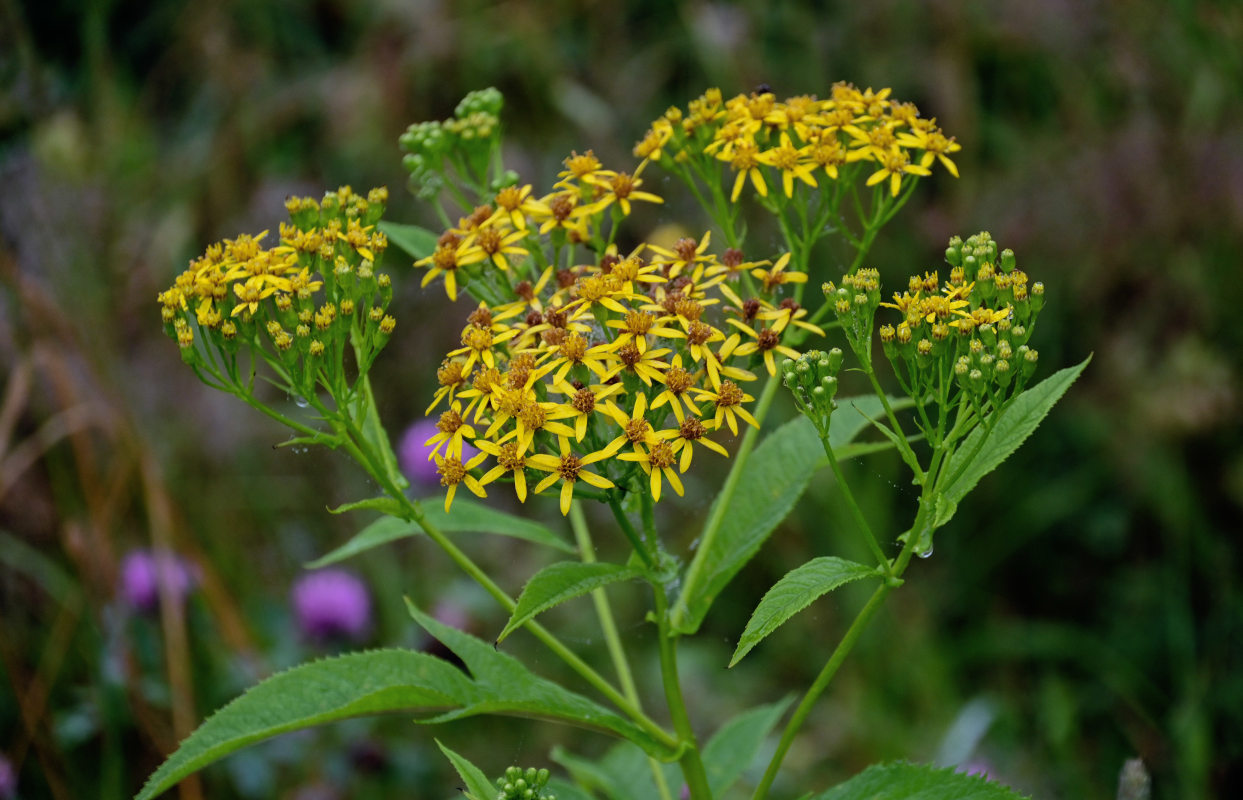 Image of Senecio cannabifolius specimen.