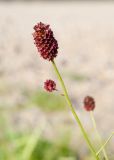 Sanguisorba officinalis. Соцветие. Республика Саха (Якутия), Хангаласский улус, левый берег р. Сиинэ (Синяя) выше устья р. Сылбах, галечник. 28.07.2023.