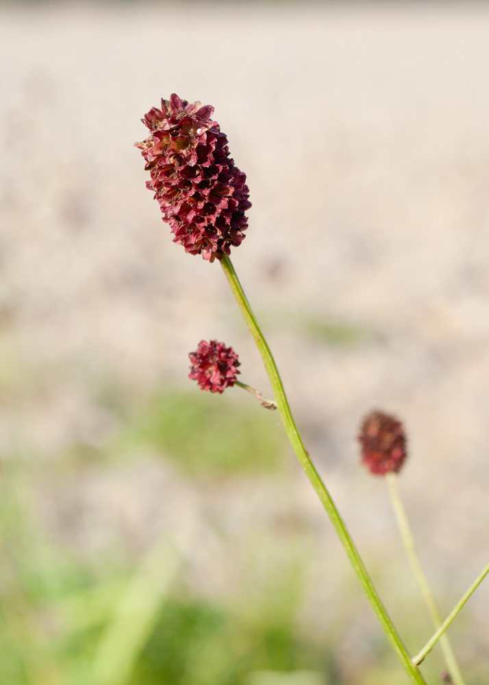 Image of Sanguisorba officinalis specimen.