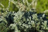 Artemisia frigida