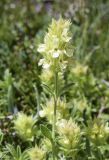 Sideritis hyssopifolia. Верхушка побега с соцветием. Испания, Каталония, пров. Жирона, комарка Рипольес, муниципалитет Сеткасес, курорт \"Вальтер 2000\", ≈2200 м н.у.м., нижняя часть склона зап. экспозиции, каменистый луг. 03.07.2022.