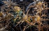 Carlina brachylepis