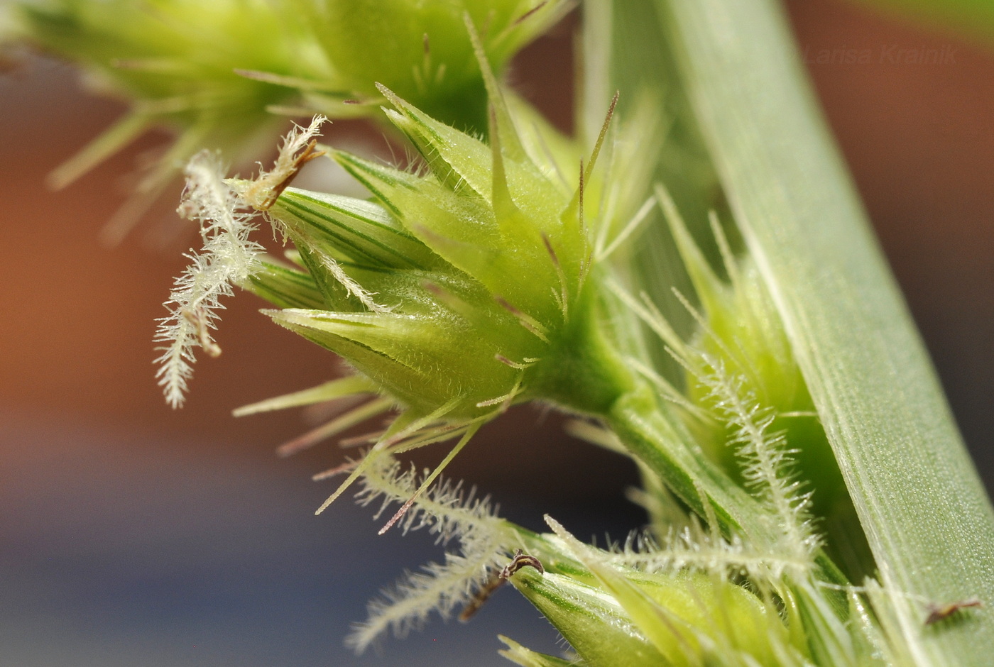 Image of Cenchrus echinatus specimen.