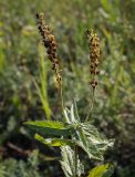 Veronica teucrium. Верхушка плодоносящего растения. Пермский край, г. Пермь, Индустриальный р-н, разнотравный луг. 04.08.2023.