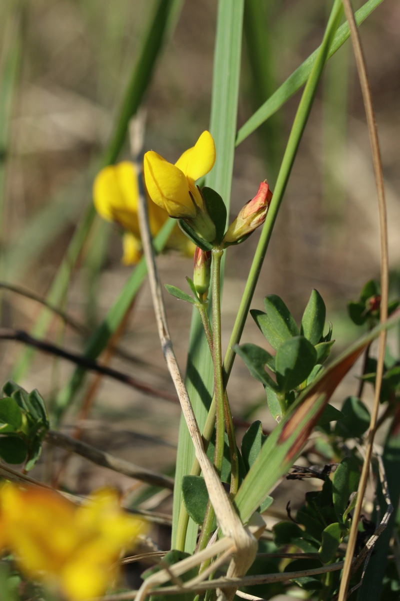 Image of Lotus ruprechtii specimen.