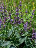 Salvia verticillata