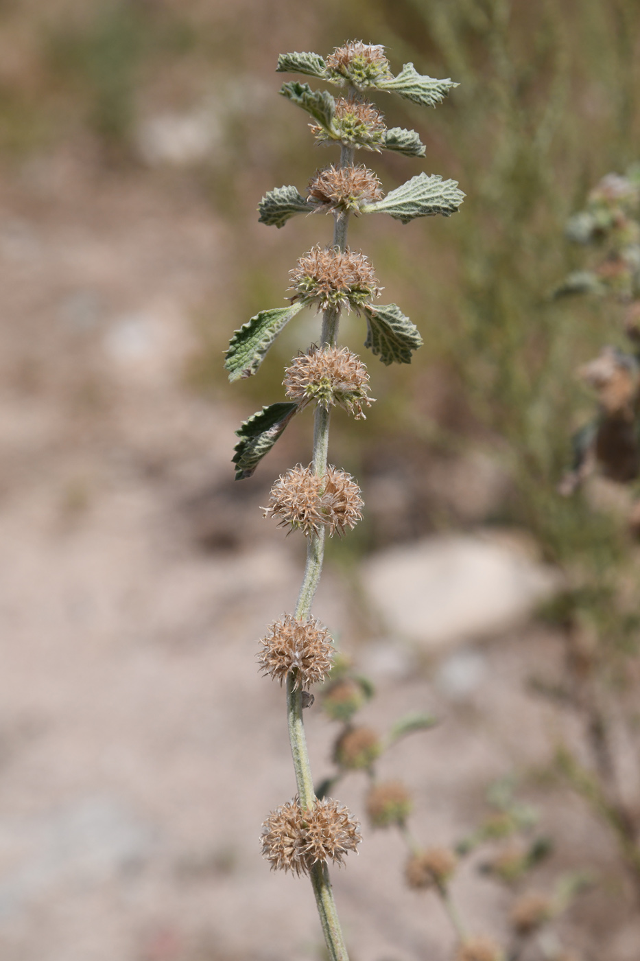 Image of Marrubium anisodon specimen.