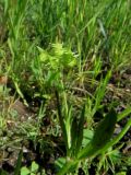 Ranunculus arvensis