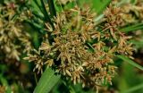 Cyperus involucratus. Соцветия. Грузия, Аджария, г. Батуми, в культуре. 17.06.2023.