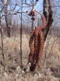 Alnus hirsuta. Верхушка побега с мужскими и женскими (вверху) соцветиями. Хабаровский край, окр. г. Комсомольск-на-Амуре, берег ручья Тёплый ключ. 14.04.2024.