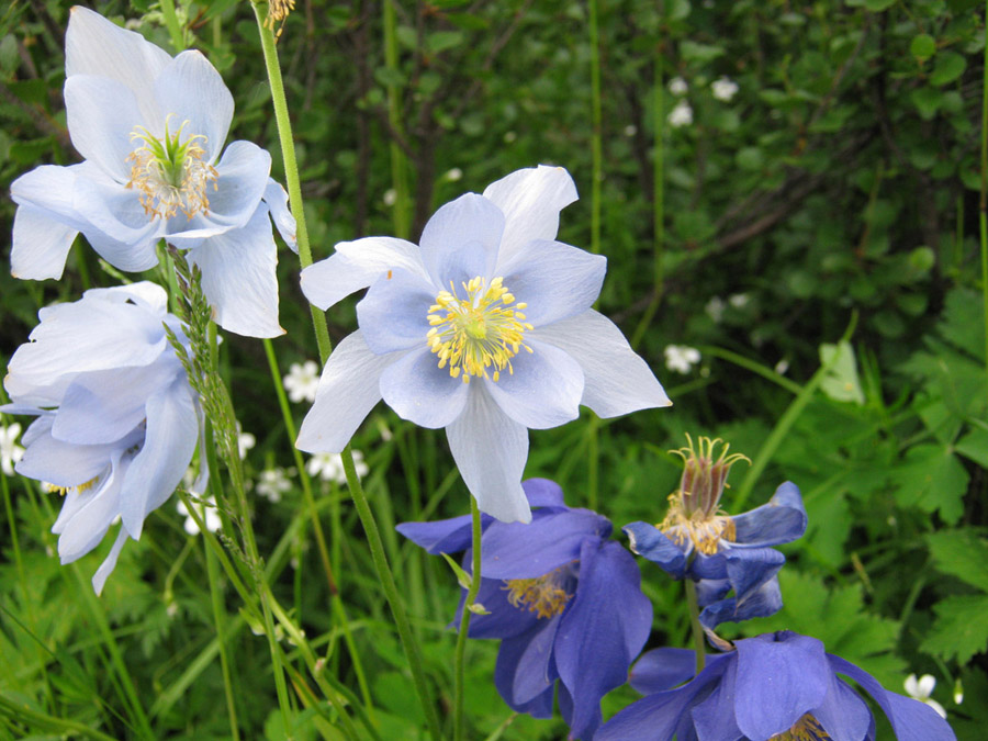 Image of Aquilegia glandulosa specimen.